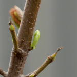 In der Knospe wächst das Blatt