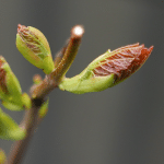 Entfaltung der Kraft in der Natur